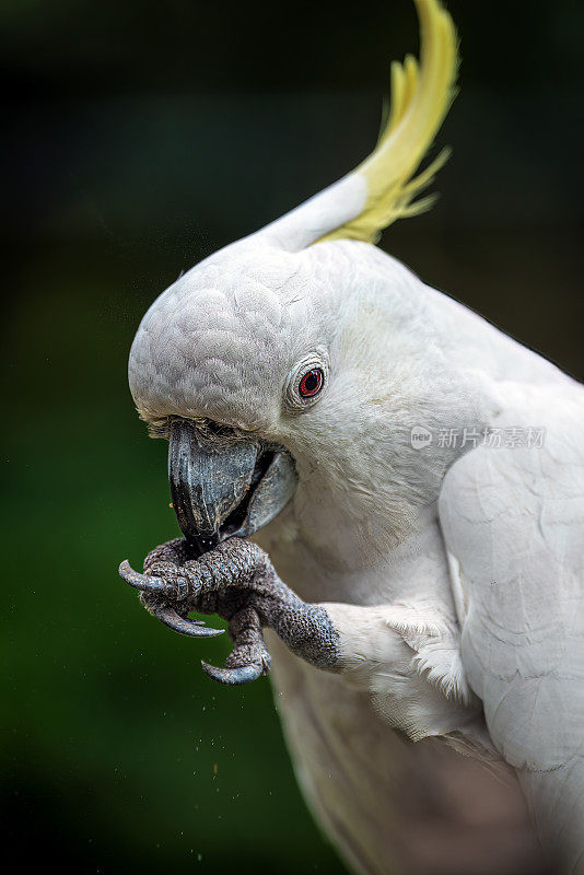 硫磺凤头鹦鹉(Cacatua galerita)